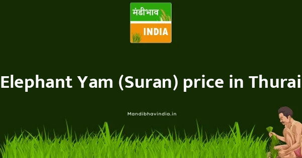 Elephant Yam (Suran) price